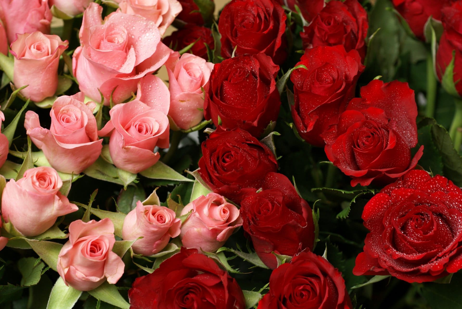 Фото красивых сосочков на фоне цветущих роз