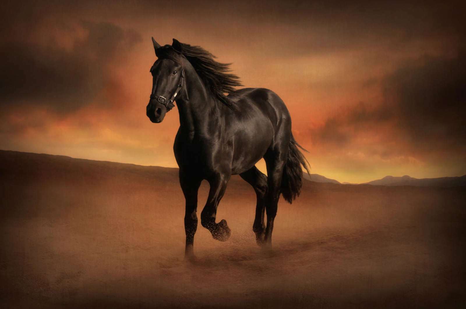 Красивые Картинки Про Лошадей