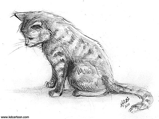 Images of Cats for Sketching. More than 110 pictures! Download for Free