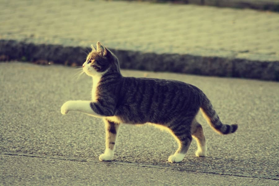 Imagens de gatos para esboçar. Mais de 100 fotos! Baixe gratuitamente