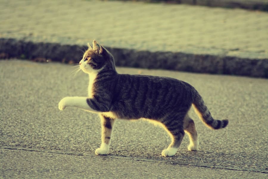 Bilder von Katzen zum Skizzieren. Mehr als 100 Bilder!