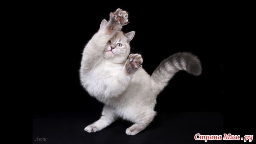 Imagens de gatos para esboçar. Mais de 100 fotos! Baixe gratuitamente