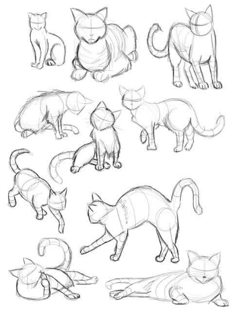 Images of Cats for Sketching. More than 110 pictures! Download for Free