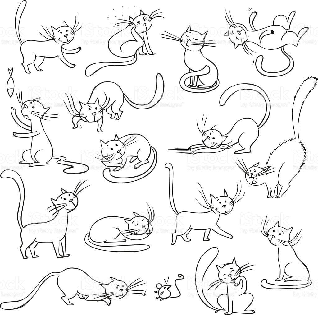 Immagini di gatti per disegnare e copiare. Più di 100 fotografie!