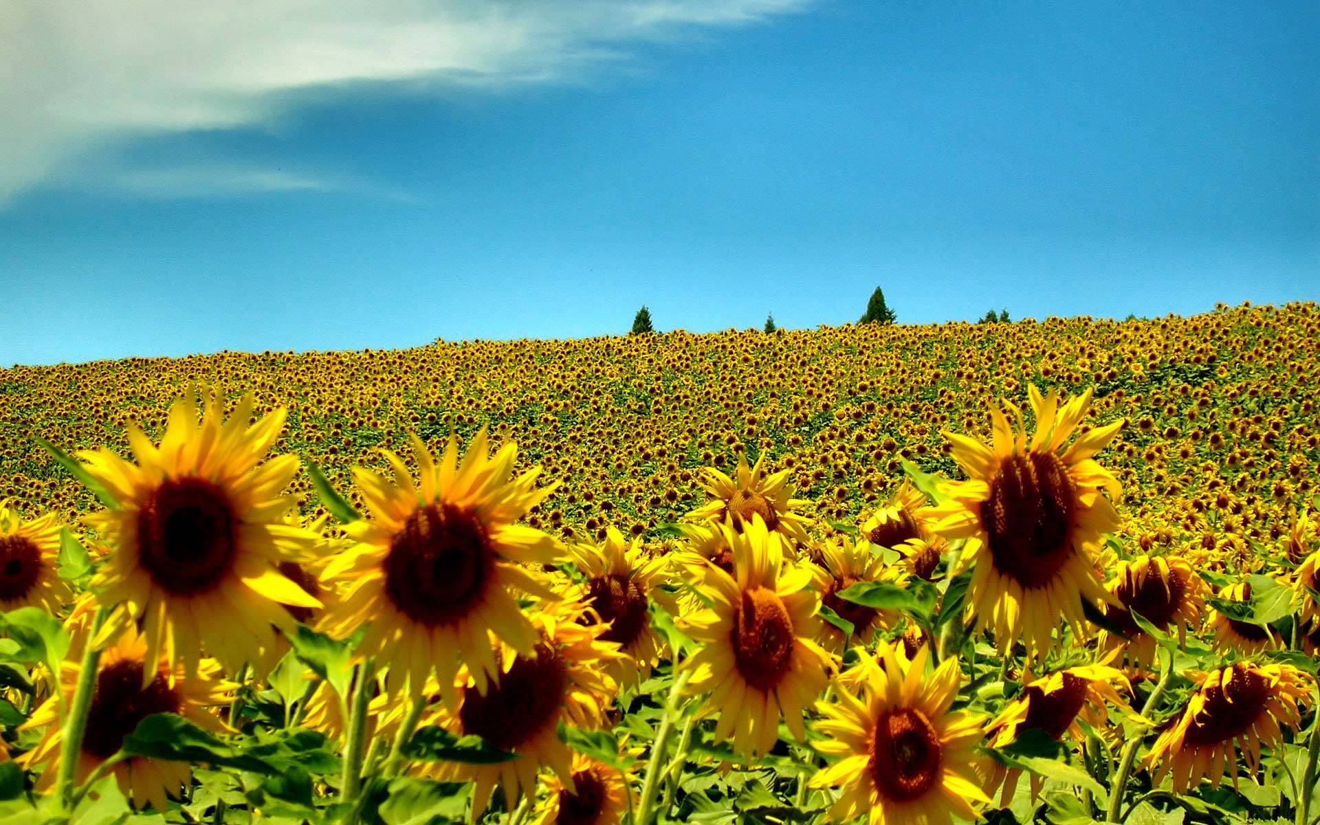 Immagini con splendidi paesaggi estivi. 100 fotografie da decorare il tuo desktop