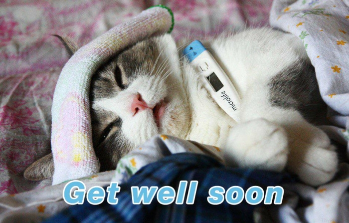 Pics to Say Get Well Soon! 50 Funny Cards for Free