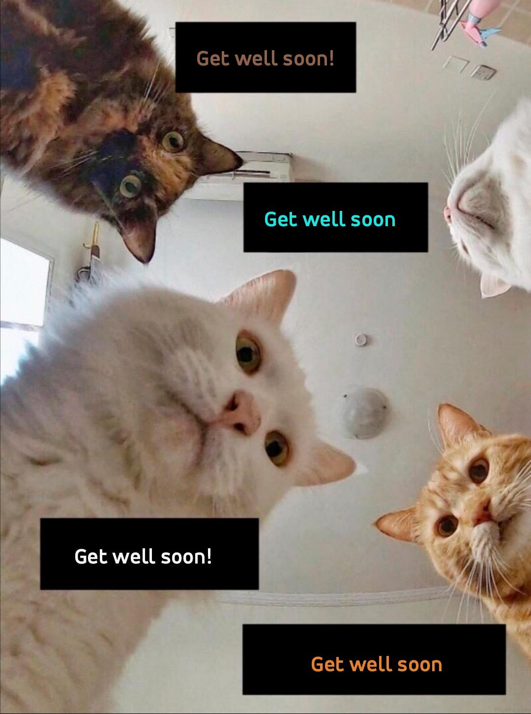 Get Well Soon Cat Meme