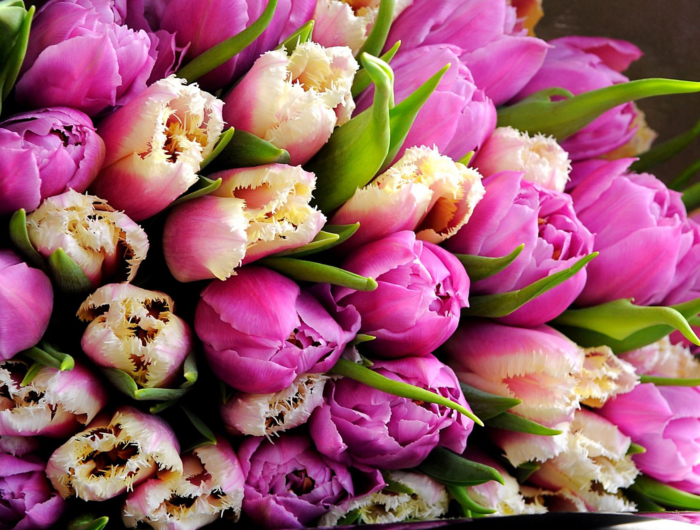 美しいチューリップの写真、この花のトップ200無料画像