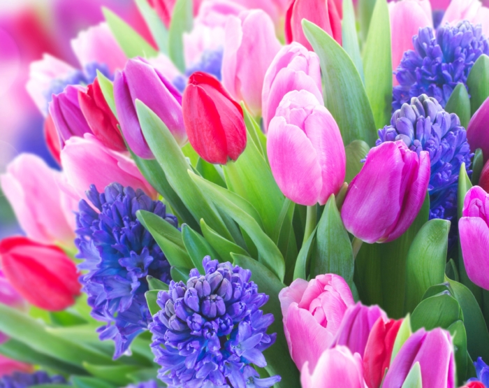Fotos von schönen Tulpen - Top 200 kostenlose Bilder