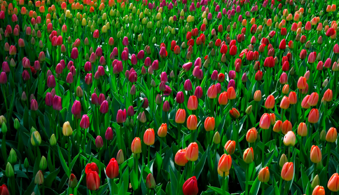 美しいチューリップの写真、この花のトップ200無料画像