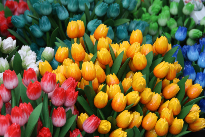 Fotos von schönen Tulpen - Top 200 kostenlose Bilder
