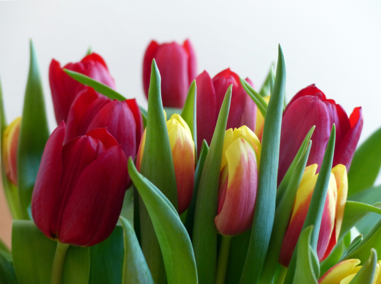 Красивые фото тюльпанов. 200 лучших бесплатных изображений