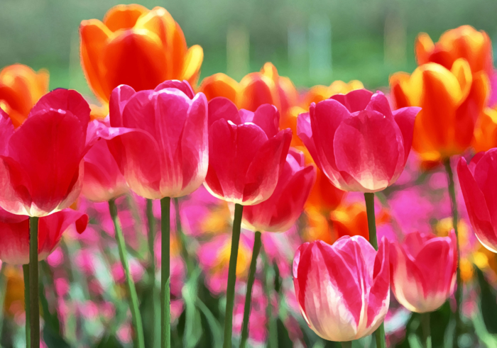 صور زهور التوليب الجميلة. أفضل مائتين صورة مجانية
