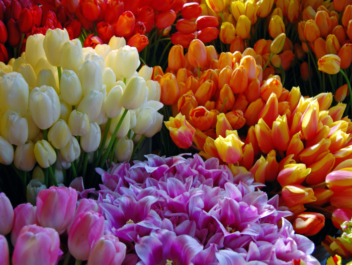 صور زهور التوليب الجميلة. أفضل مائتين صورة مجانية