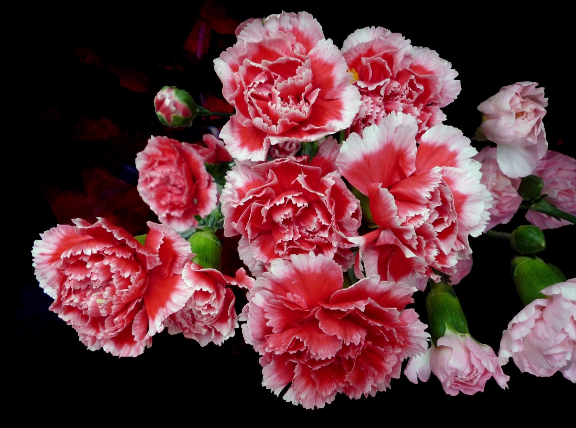 beautiful-carnation-flower-104