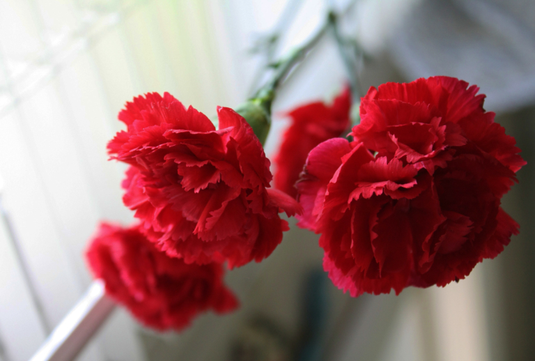 Fotos von schönen Nelken - 105 Bilder dieser Blumen