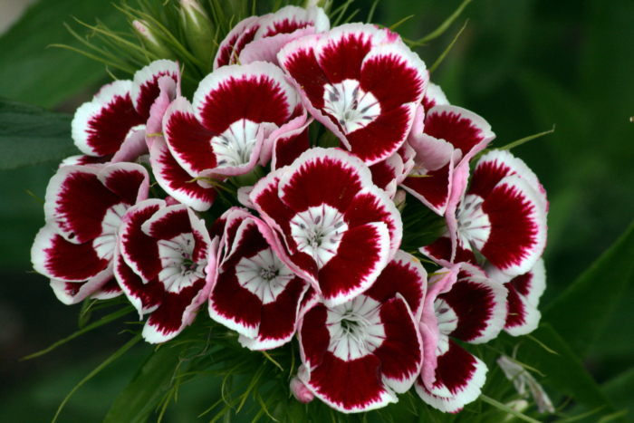 Photos of Beautiful Carnations - 105 Images of These Flowers