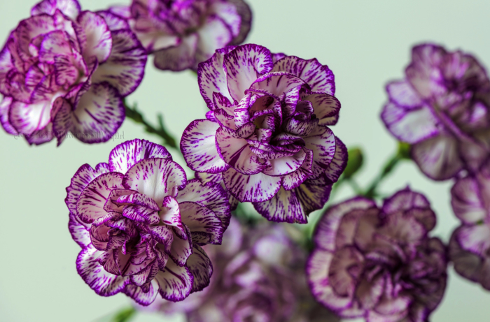美しいカーネーションの写真、これらの花の105枚の画像