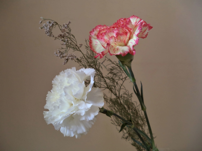 Photos of Beautiful Carnations 105 Images of These Flowers