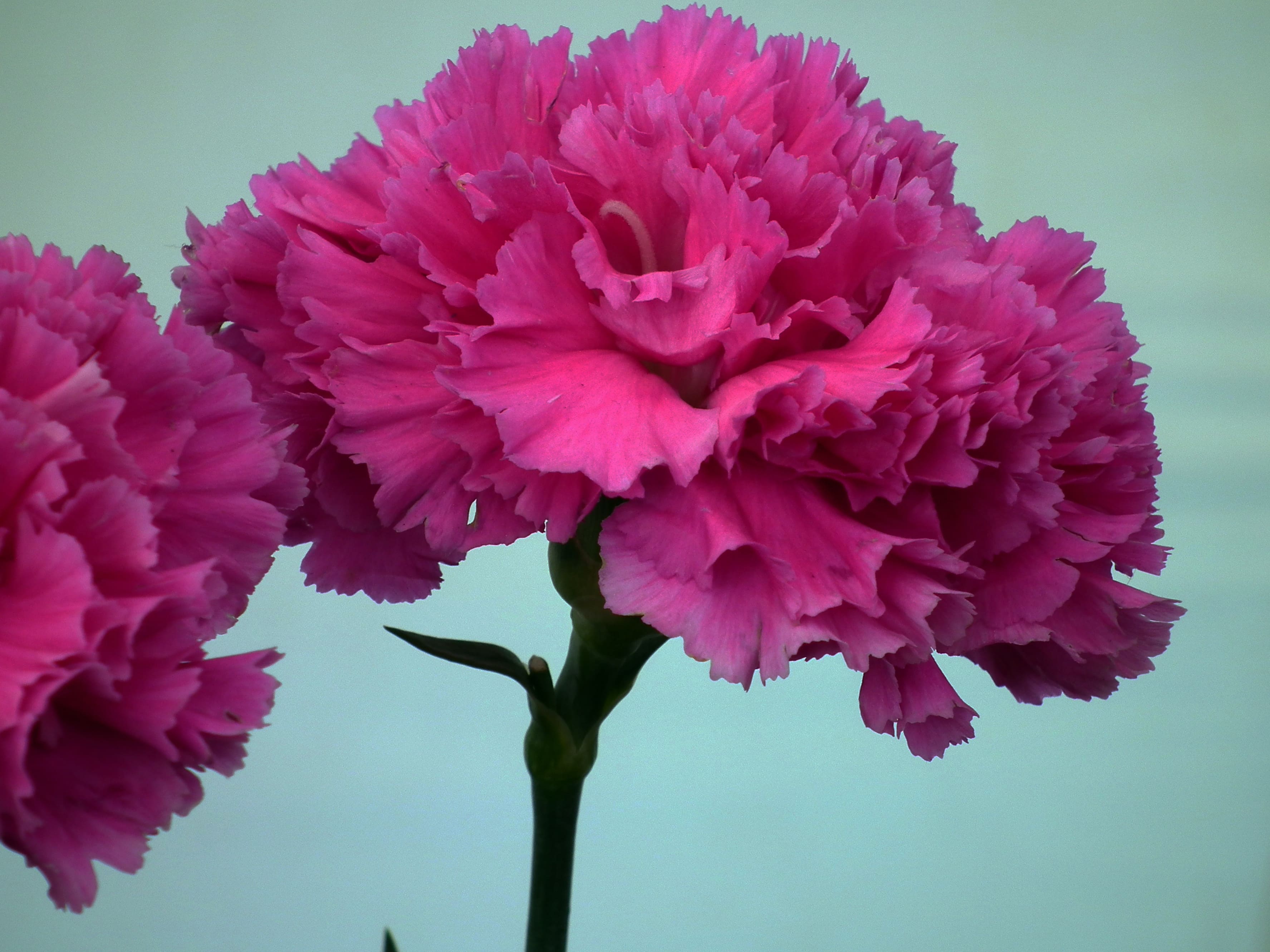 beautiful-carnation-flower-53