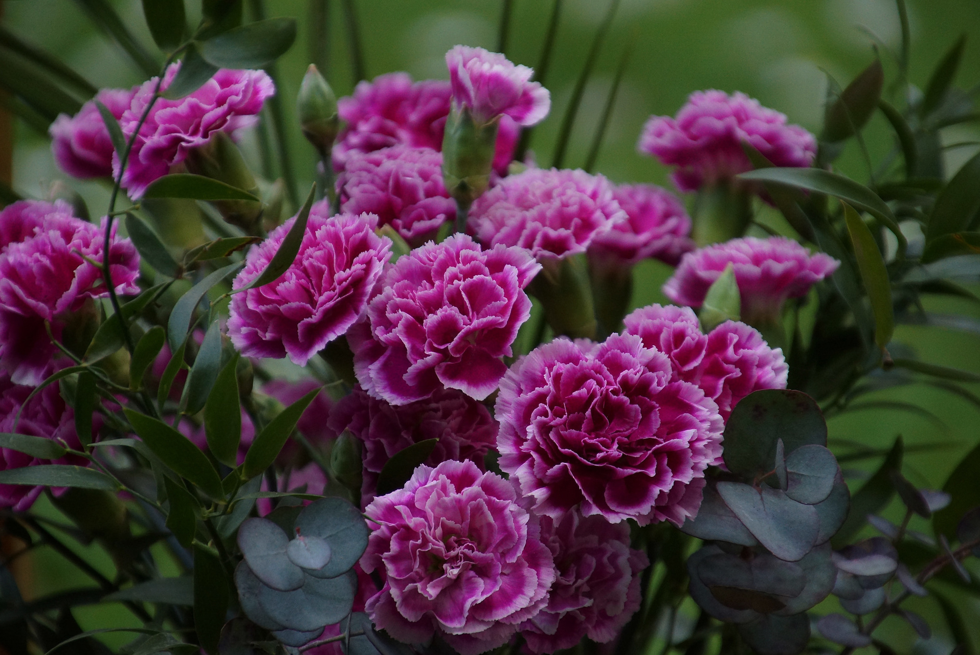 40 Most Beautiful And Strange Carnations In The World - Rezfoods ...