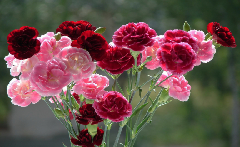 Photos de beaux œillets - 105 images de ces fleurs