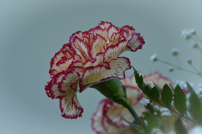 Photos of Beautiful Carnations - 105 Images of These Flowers