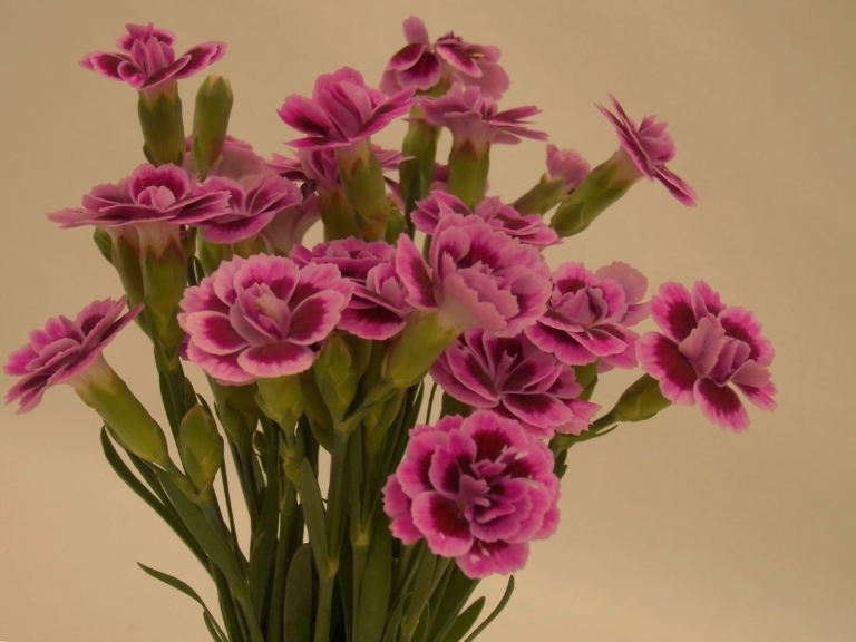 Photos of Beautiful Carnations - 105 Images of These Flowers