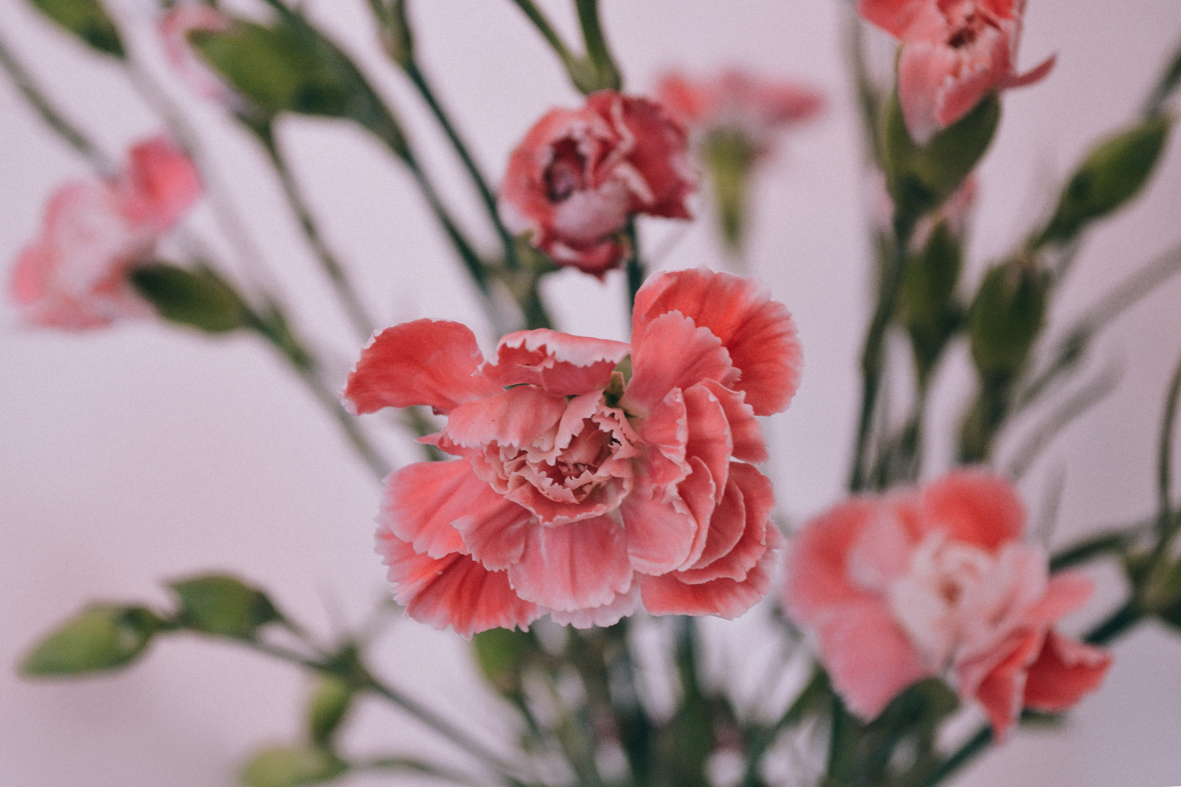 beautiful-carnation-flower-79