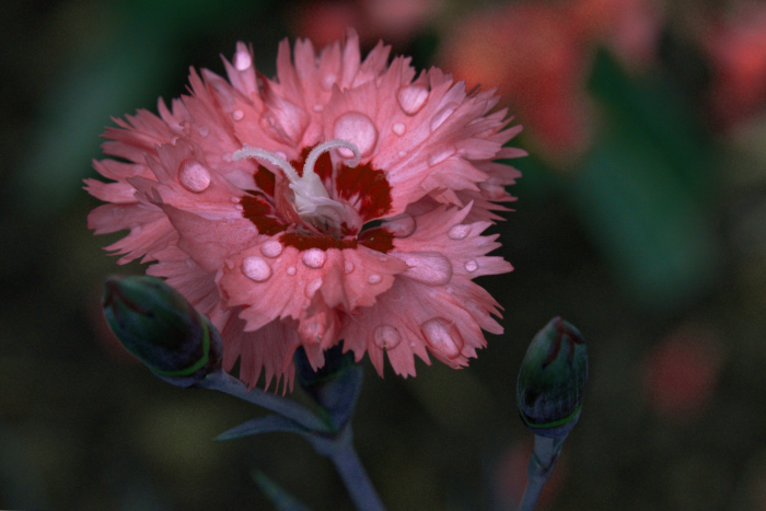 Fotos von schönen Nelken - 105 Bilder dieser Blumen