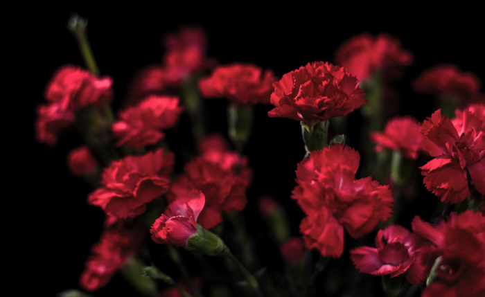 Fotos von schönen Nelken - 105 Bilder dieser Blumen