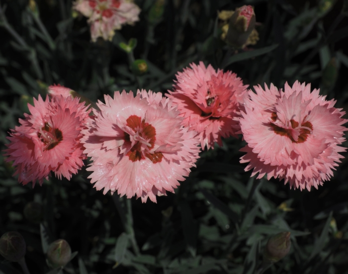 美しいカーネーションの写真、これらの花の105枚の画像