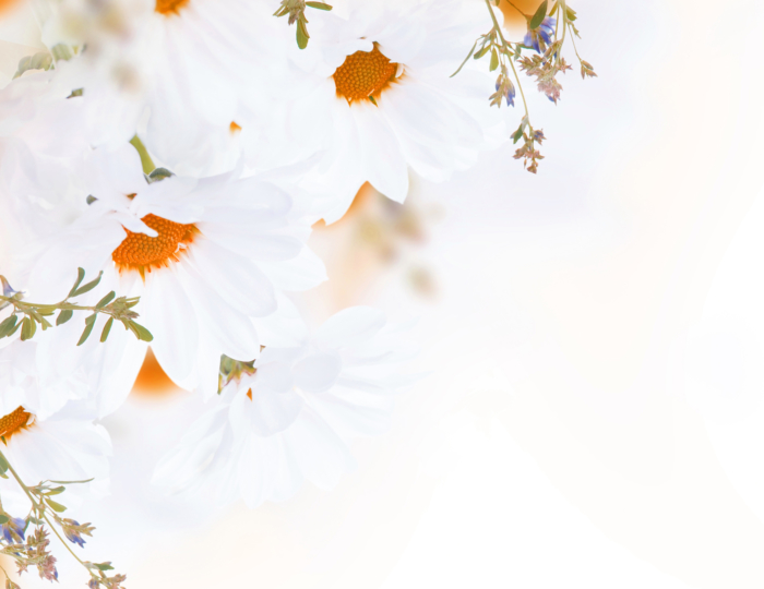 Schöne Fotos von Kamillenblüten - 100 Bilder in hoher Auflösung
