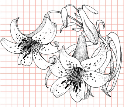 Beautiful Flower Drawings - 200 Pictures to Sketch