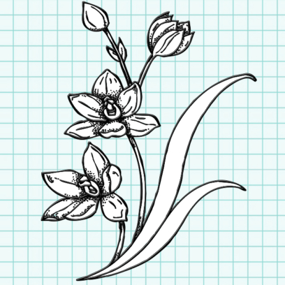 Beautiful Flower Drawings - 200 Pictures to Sketch