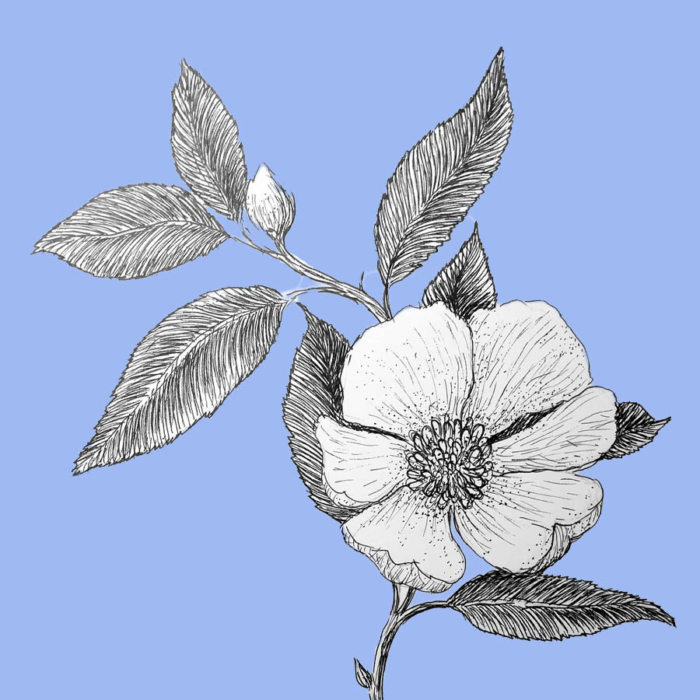 Beautiful Flower Drawings - 200 Pictures to Sketch