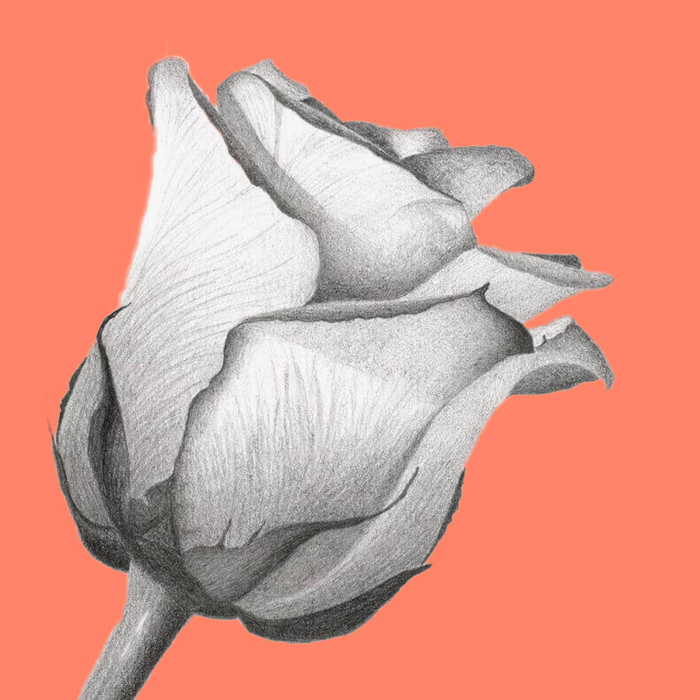 Realistic Pencil Drawn Rose Flowers Background. Hand Pencil Drawing On  Paper. Stock Photo, Picture and Royalty Free Image. Image 94219025.