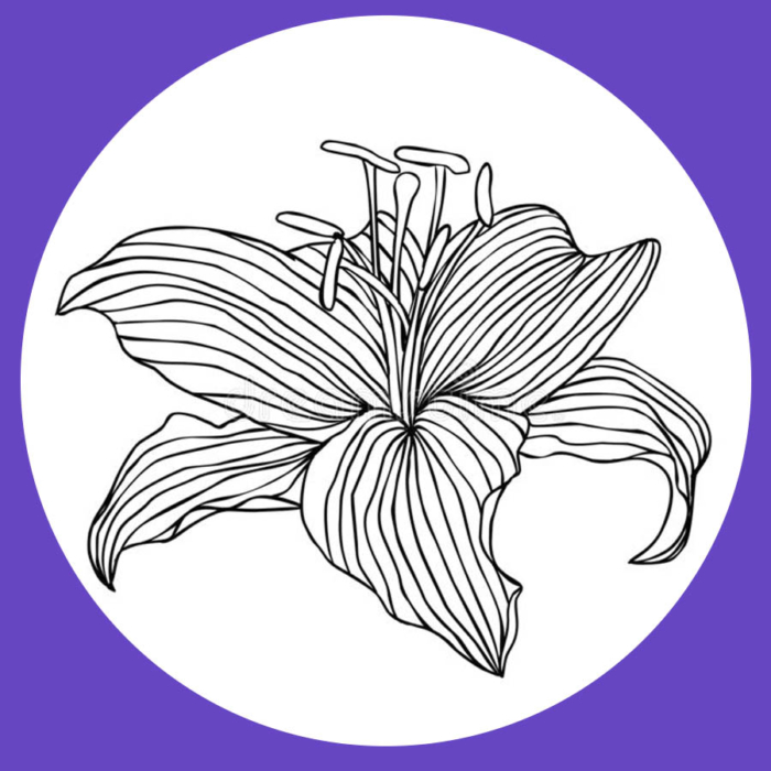 Flower sketch png images  PNGWing