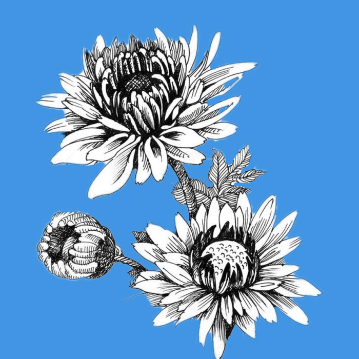 Beautiful Flower Drawings - 200 Pictures to Sketch