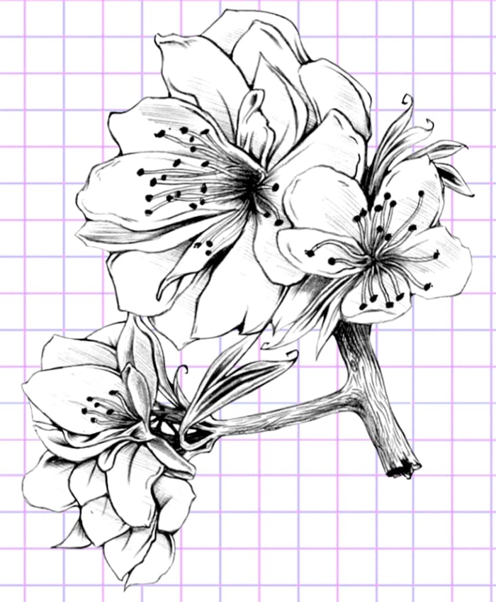 Beautiful Flower Drawings - 200 Pictures to Sketch