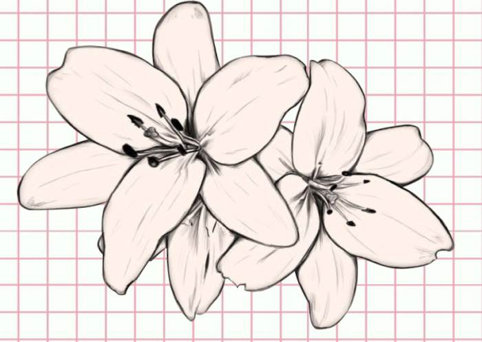 Beautiful Flower Drawings - 200 Pictures to Sketch