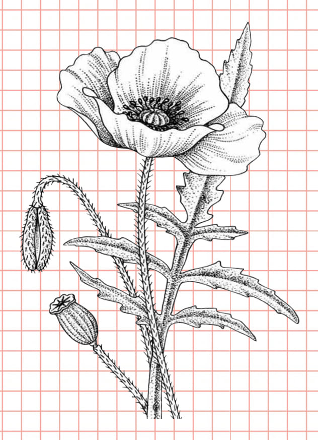 Beaux dessins de fleurs - 200 images à esquisser