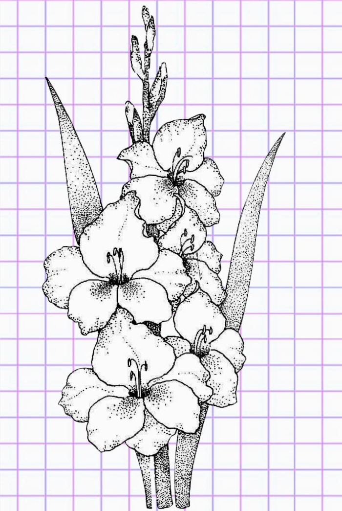 Beautiful Flower Drawings - 200 Pictures to Sketch