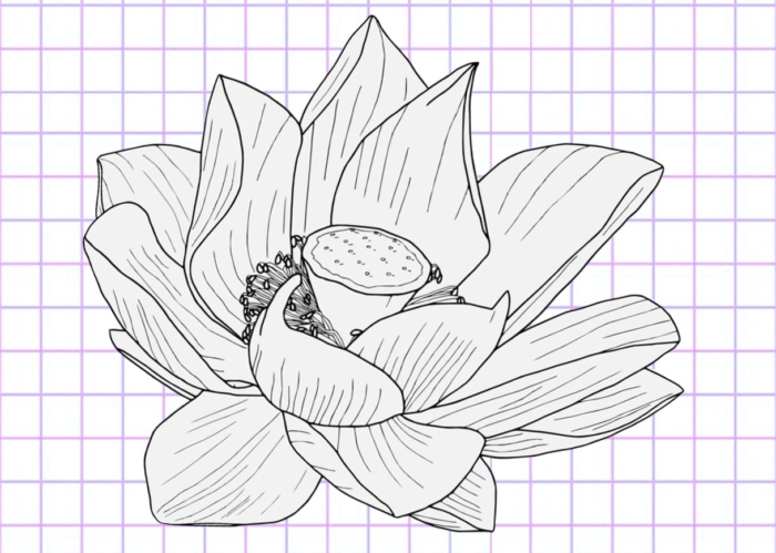 Beautiful Flower Drawings - 200 Pictures to Sketch