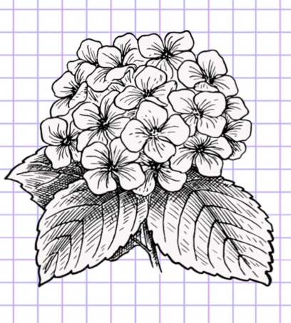 Beautiful Flower Drawings - 200 Pictures to Sketch