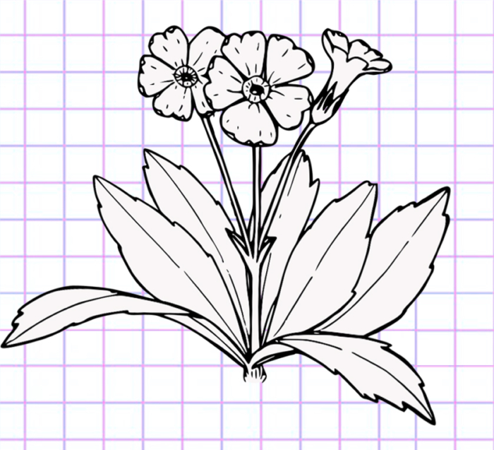 Lindos desenhos de flores - 200 imagens para esboçar