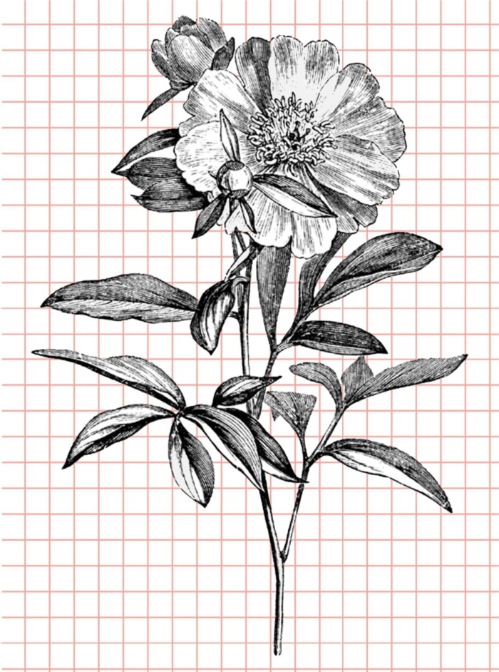 Beautiful Flower Drawings - 200 Pictures to Sketch