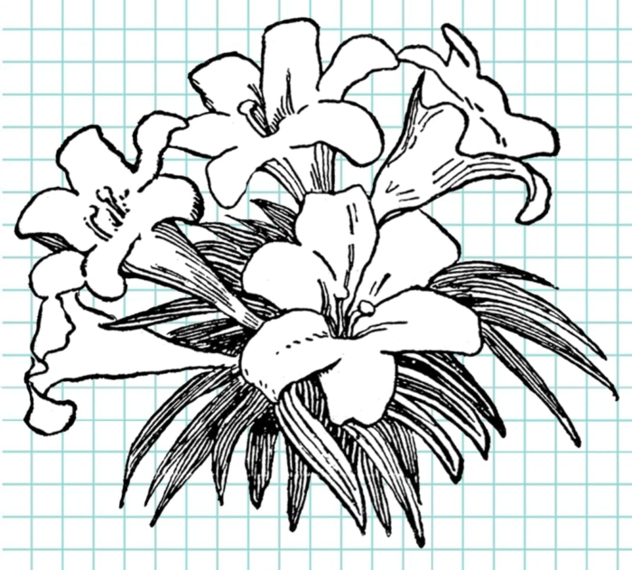 Beautiful Flower Drawings - 200 Pictures to Sketch