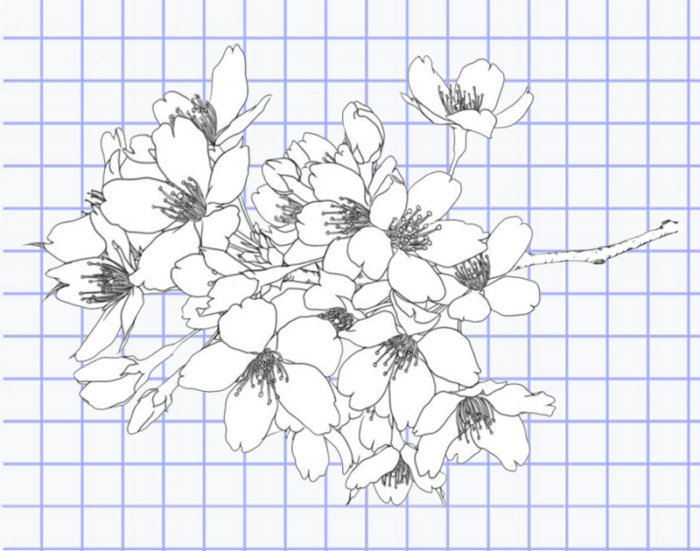 Lindos desenhos de flores - 200 imagens para esboçar