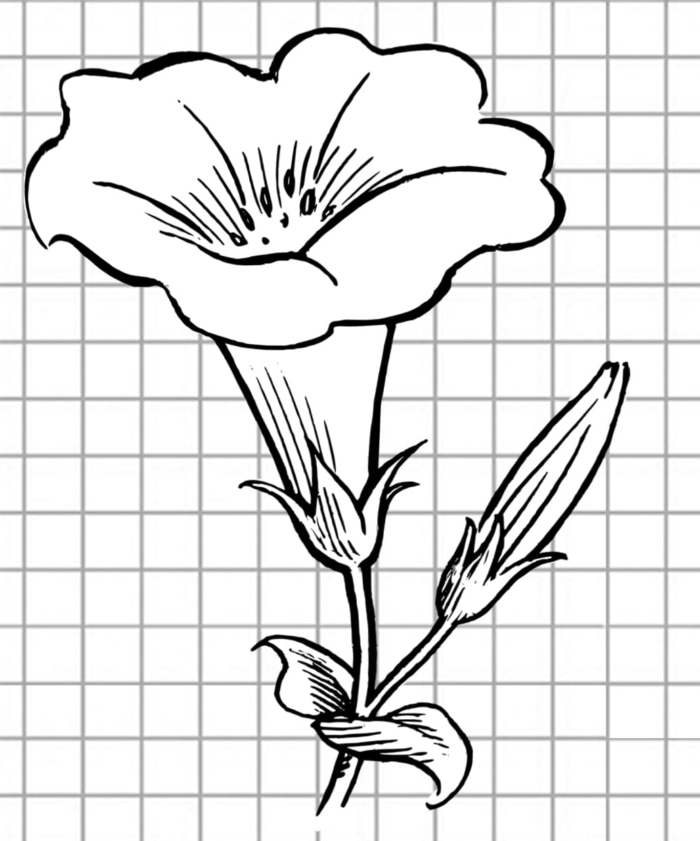 Beaux dessins de fleurs - 200 images à esquisser